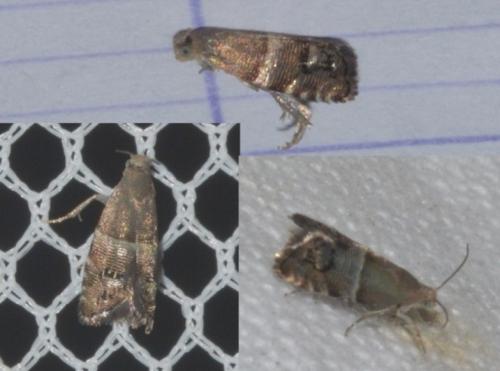Pammene juniperana